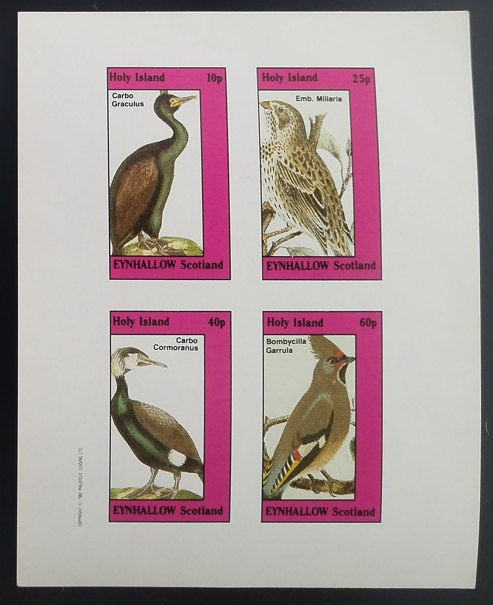 Eynhallow 1982 Ptáci a fauna Skotska