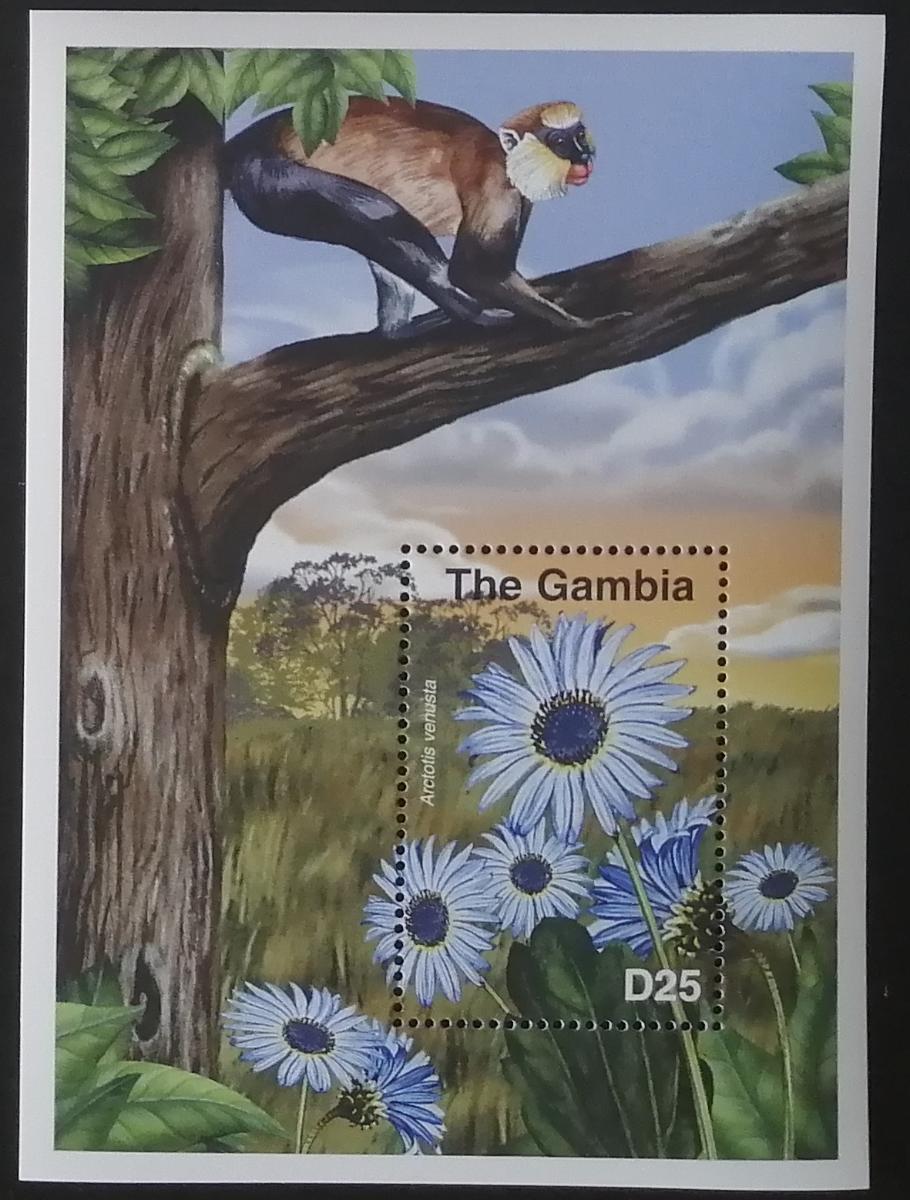 Gambie 2001 Bl.539 Mi.2173-1 5,5€ Květiny Afriky, Arctotis venusta