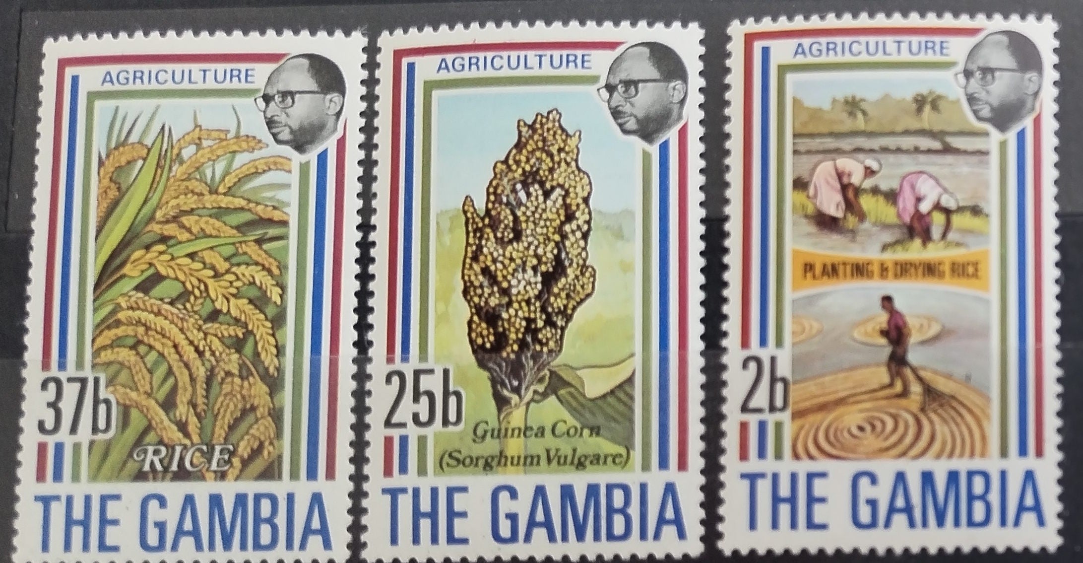 Gambie 1973 Zemědělství a flora, Rýže