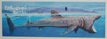 Guernsey 2005 7€ Ohrožené druhy - žraloci a ryby