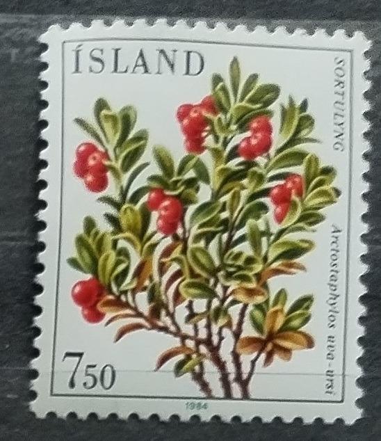 Island 1984 Polární keříčky a flora, Květiny