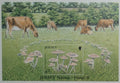 Jersey 2005 8€ Houby a flora ostrova, Krávy a fauna