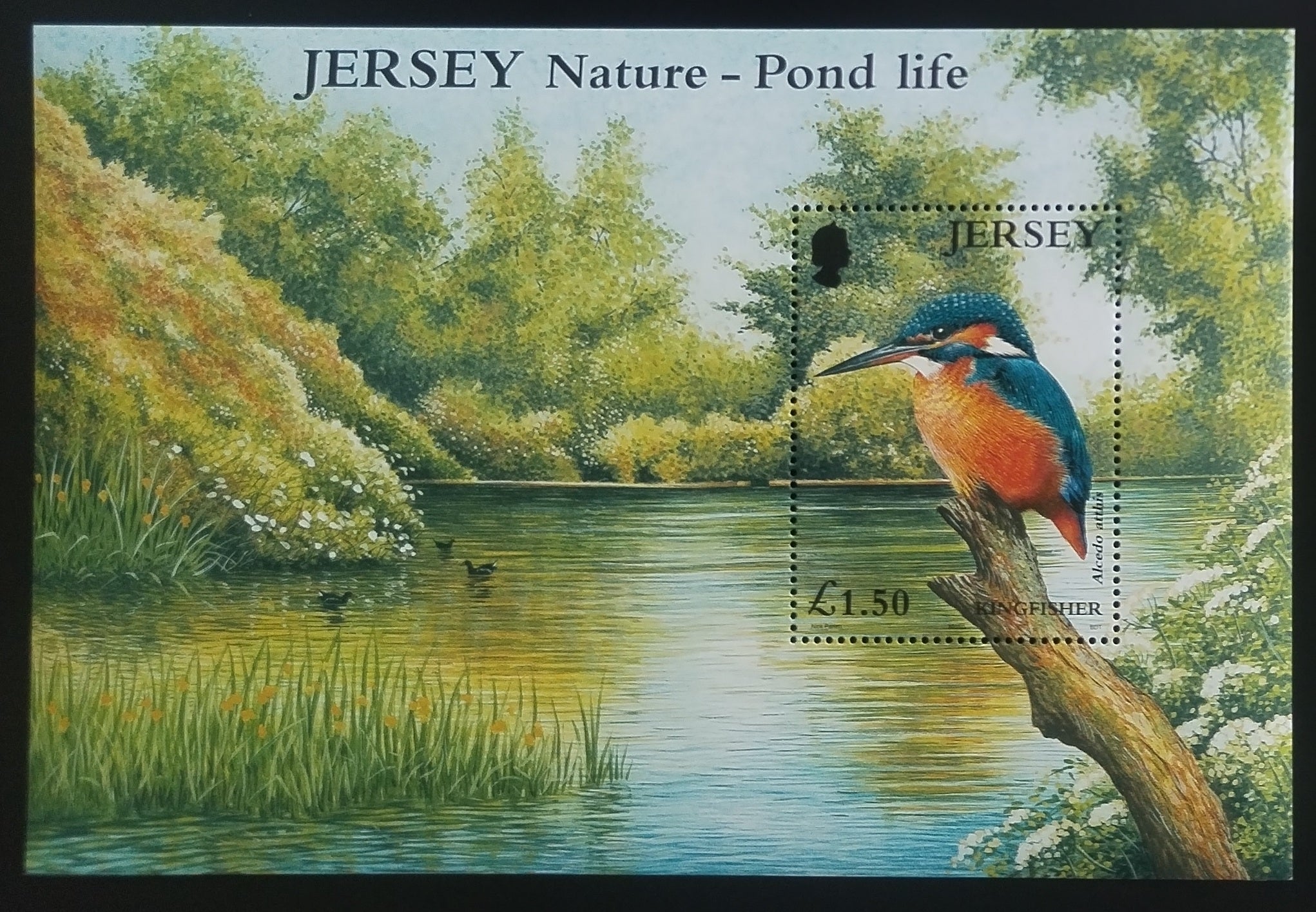 Jersey 2001 Kingfishers and Birds