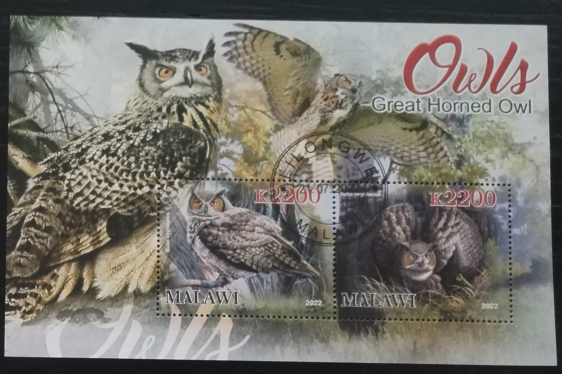 Malawi 2022 Sovy a ptáci