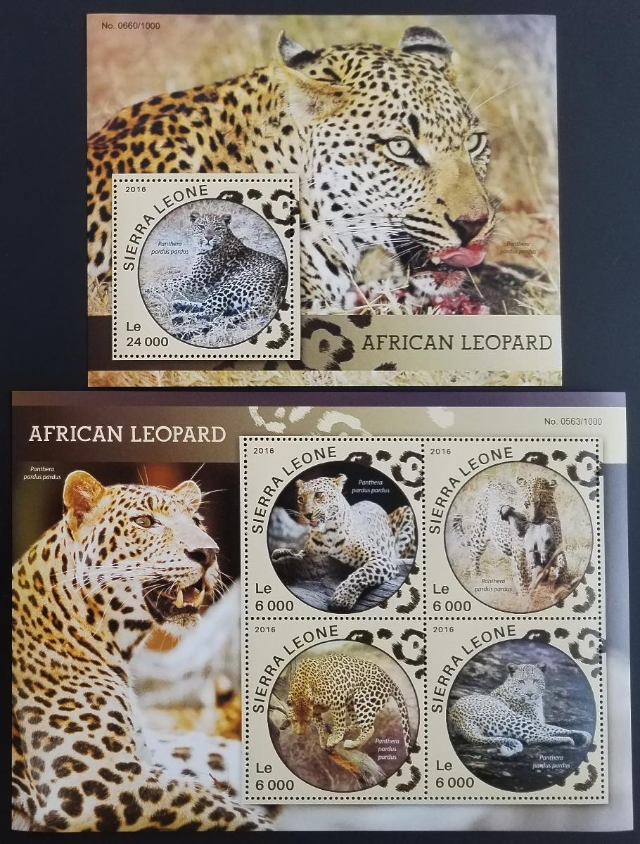 Sierra Leone 2016 Levharti a kočky Afriky