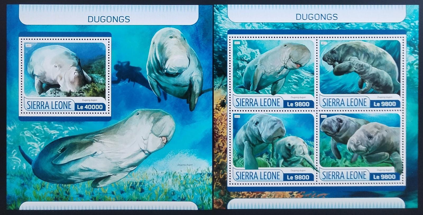 Sierra Leone 2017 Kapustňáci a fauna moře