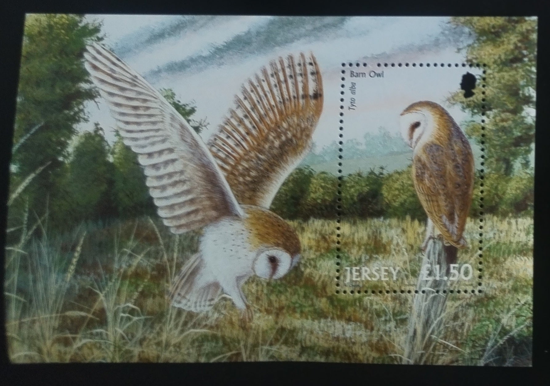 Jersey 2001 Owls and Birds