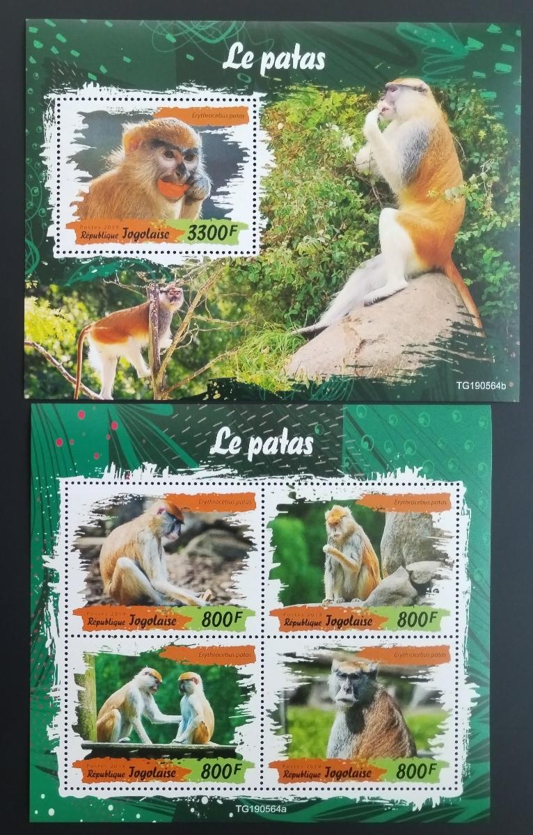 Togo 2019 Fauna země: Opice a opičky