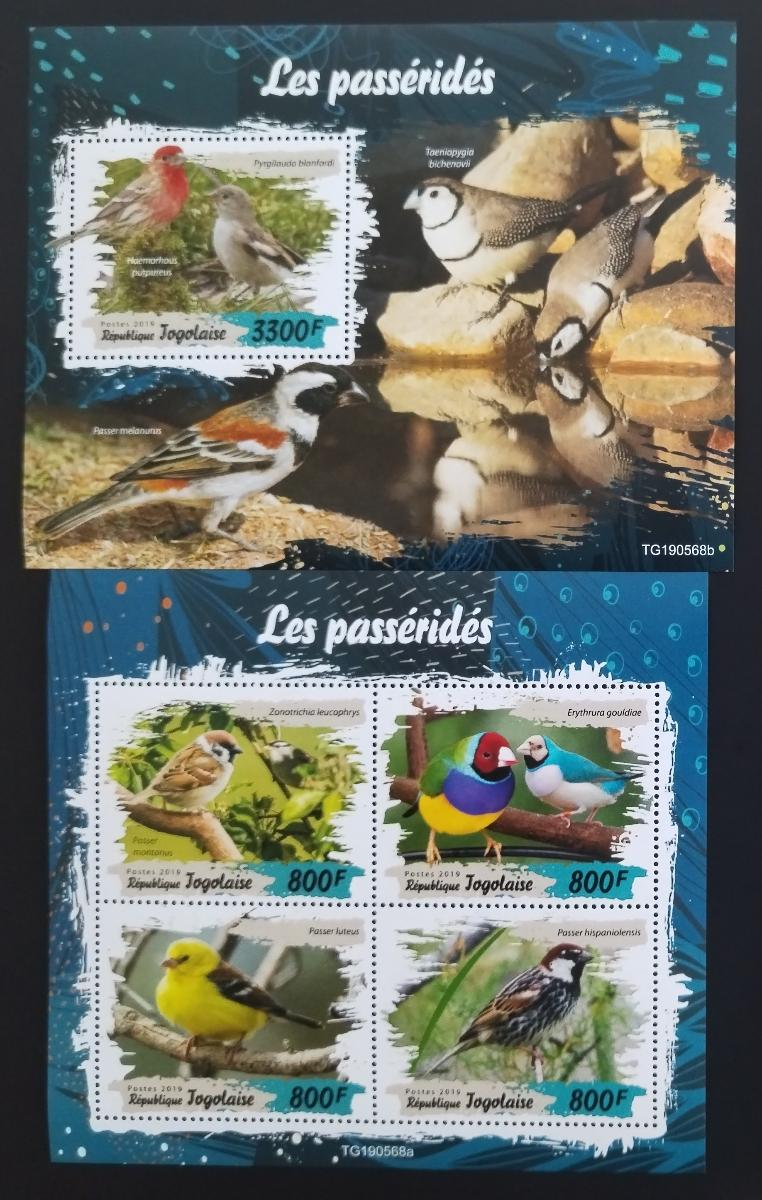 Togo 2019 Fauna země: Pěvci a zpěvní afričtí ptáci