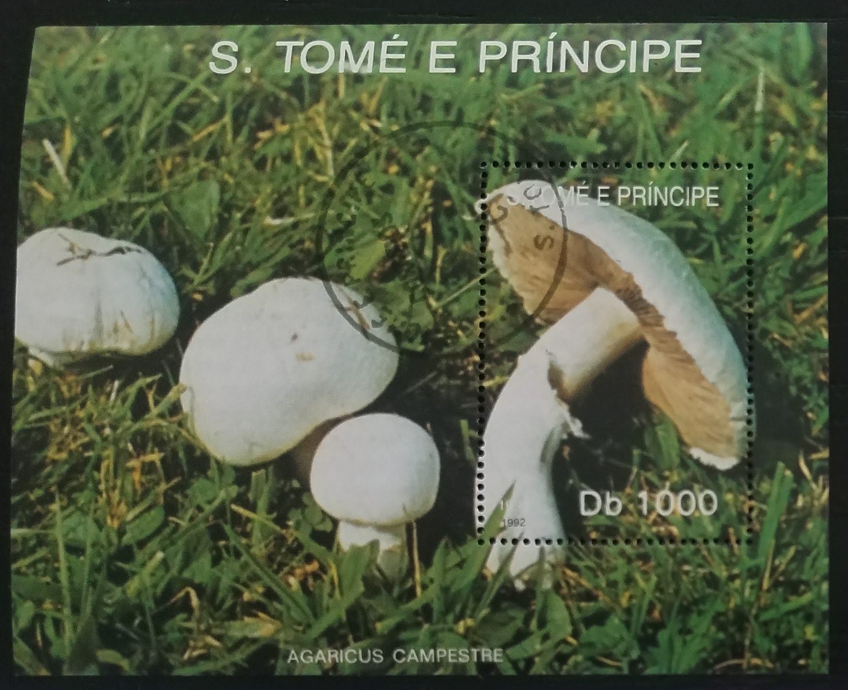 Svatý Tomáš 198? Houby a flora