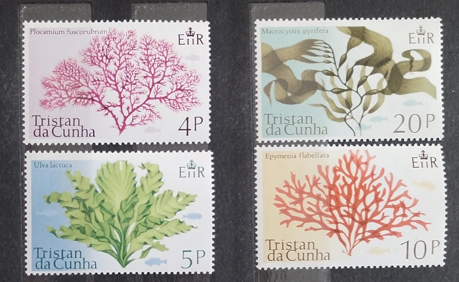 Tristan da Cunha 1975 Chaluhy a mořské řasy, Flora moře